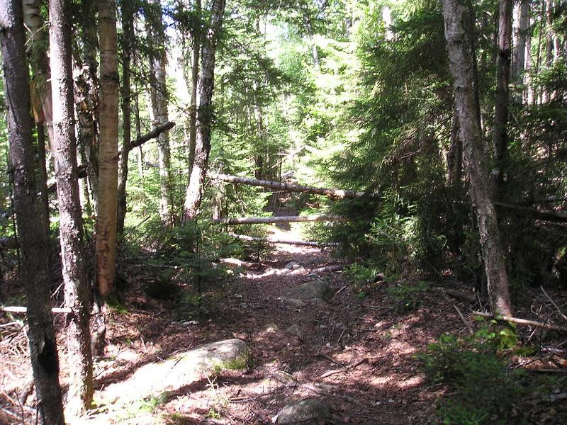 CdearBrook (13).JPG - More trail debris. This trail hasn't been maintained in quite a while.